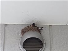 おはようござんす♪　[11/04/29]