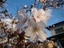 桜の花の舞う季節
