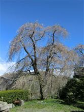 安養寺　しだれ桜