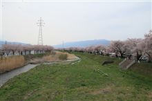 横河川の桜