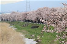 横河川の桜