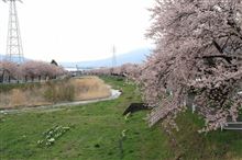 横河川の桜