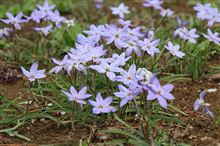 白紫の花