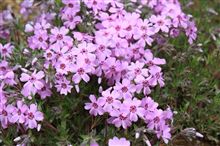 白紫の花