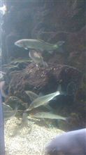 水族館でお勉強ちう