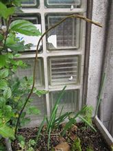 ちょっと不気味な？？