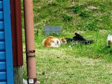 本職に燃えている・・・・・・