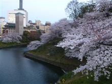 桜満開