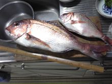 鯛げっちゅー