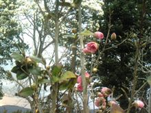 春の花々。。。