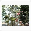 春の花々。。。
