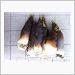タケノコいただきました