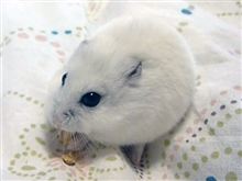 癒し系３連発＾＾；