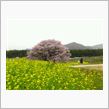 高山村の桜