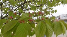 桜の