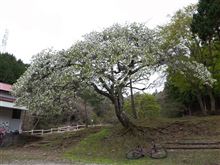 神奈川で一番遅いお花見サイクリング 神奈川で一番遅いお花見サイクリング