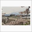 四十四田ダムの桜