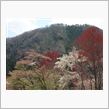 まだ間に合う桜を求め東へ