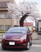 桜を追いかけて