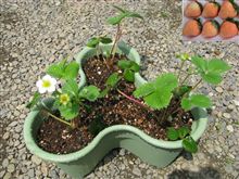 ECOインサイトファーム2011～モモ＋ココナッツ＋カラメルの香りがする桃薫～ 