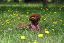 連休にお犬様をお散歩に Ⅱ