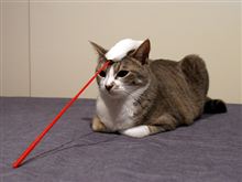 猫中毒な奴、ちょっと来い。