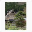 まだ間に合う桜を求め東へ最終日