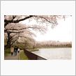 桜の名所 高松の池
