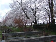 花見