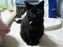 オイル交換とメタボ