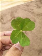 幸福の…！(＾＾)！