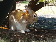 春を感じに