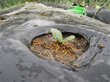 ズッキーニ　植え付け