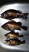 ＧＷ釣行③自然は気まぐれの巻