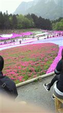 秩父羊山公園　芝桜