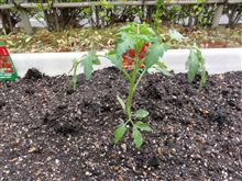 今年の家庭菜園