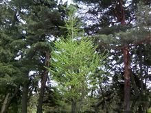 東のお山で朝練=3