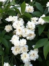 白い薔薇