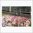 自転車走り再開