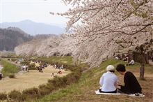 桧木内川桜並木