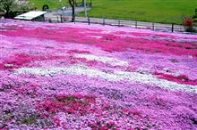 今年こそは芝桜、國田家の芝桜を観てきました。