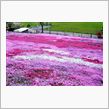 今年こそは芝桜、國田家の芝桜 ...
