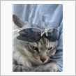 GW最終日は猫ブログ
