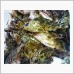 ガシラ大漁♪