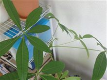 連休明け