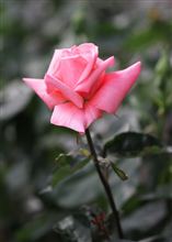 今日は暑かった～