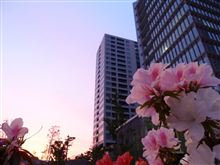 5月の花