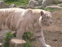 ホワイトタイガー