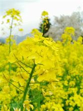 菜の花畑