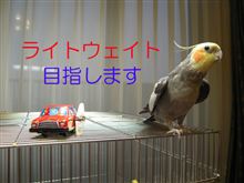【太った！】ゴンちゃん鳥の病院へ【ピンチ！】